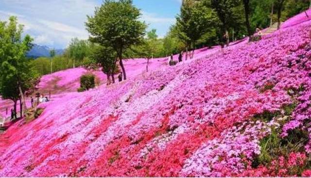 偶遇富士山下芝樱花海,趁着大好春光赏樱去~遇见不一样的心动!