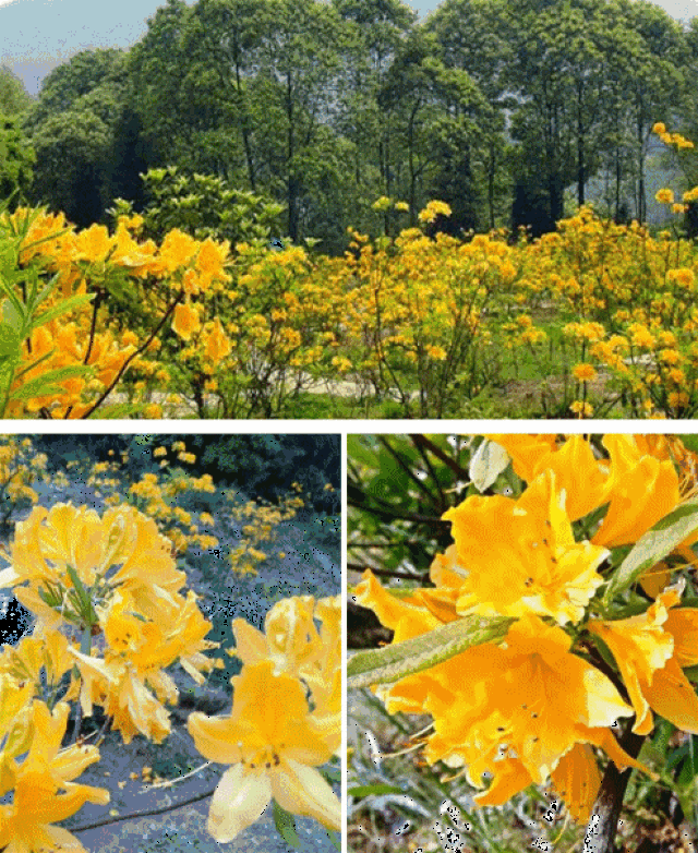黄杜鹃园赏山花