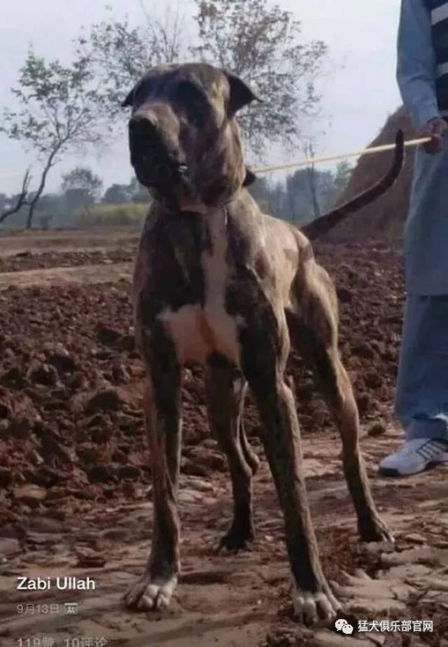 神秘的超大型斗犬——巴基斯坦库达犬