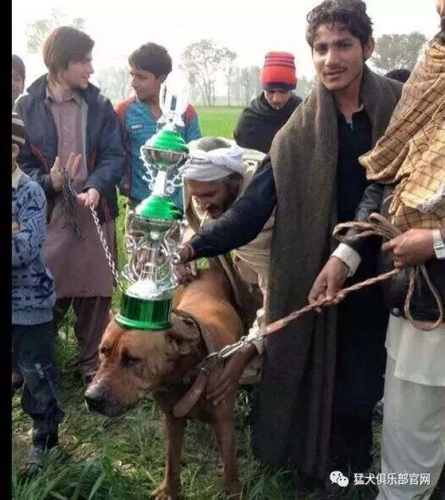 神秘的超大型斗犬—巴基斯坦库达犬