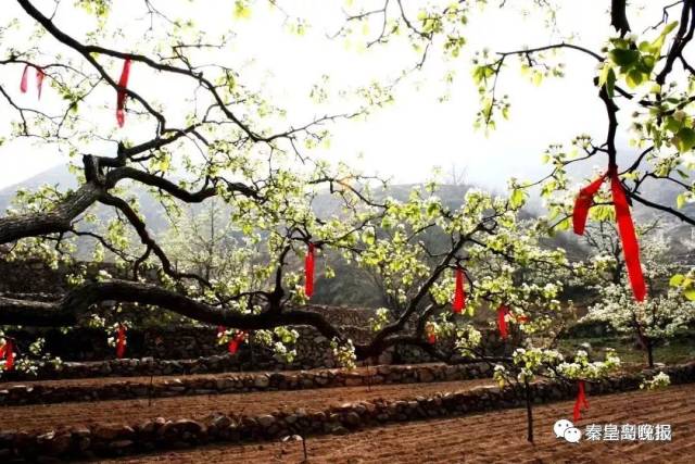 第十二届青龙官场乡梨花节·梨花周来了!