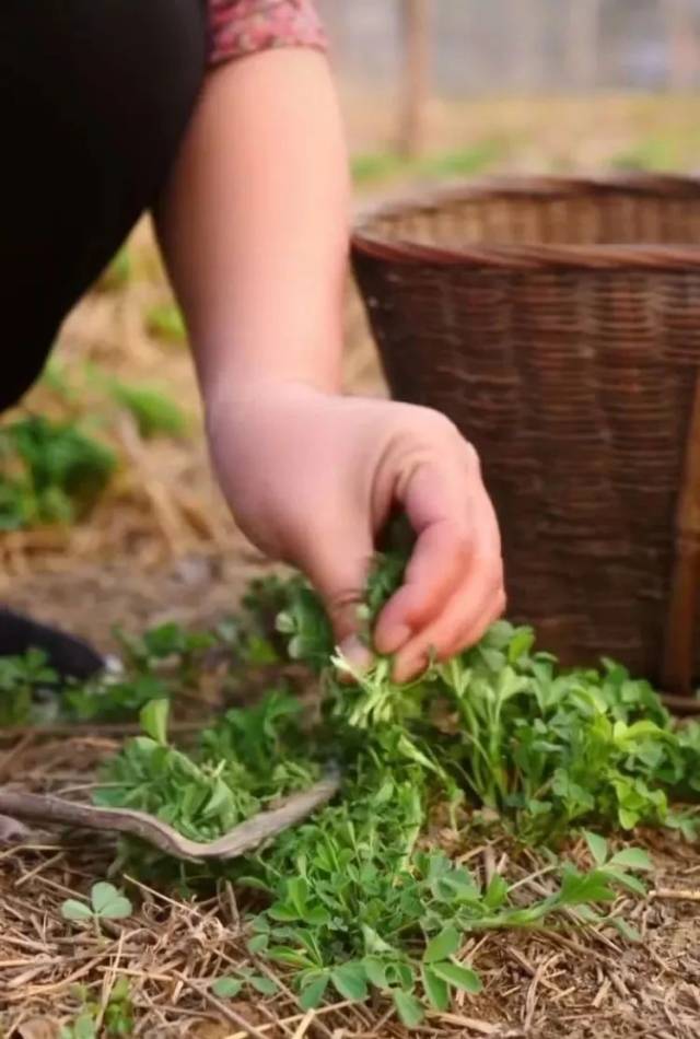 黄花苜蓿是人吃的草头,属于江南人讲究的"七头一脑"