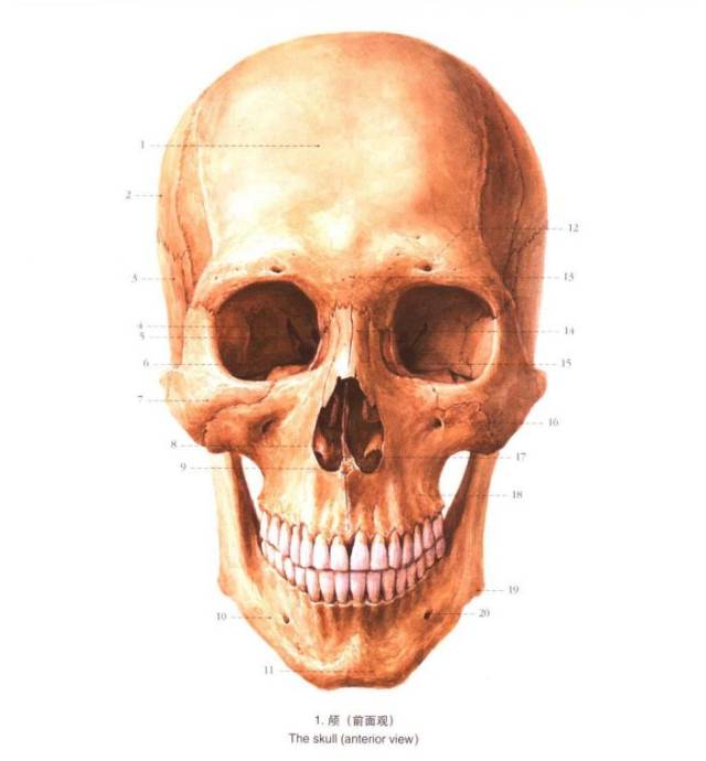 《局部解剖学彩色图谱》——头部解剖