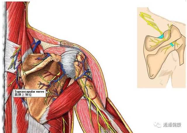 肩痛第一个要看的肌肉 - 冈上肌(supraspinatus muscl