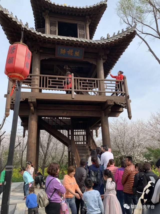 今天刚拍的唐韵樱花园,不用跑外地去赏樱花了,咱鄢陵都可以看