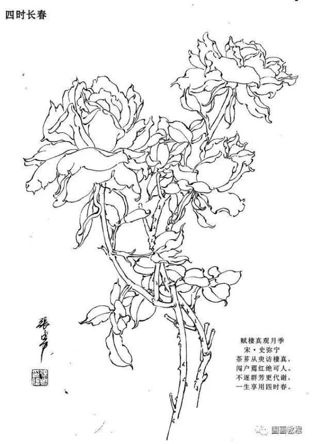 【国画教程】月季花白描图谱