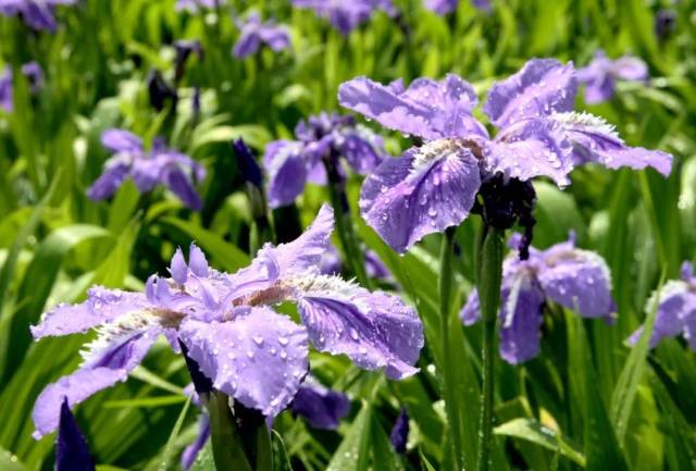 鸢尾花:5月