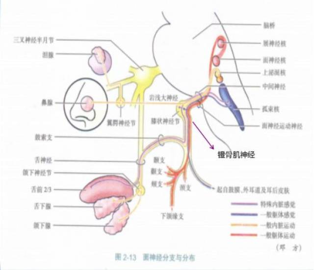 【神内三科】特发性面神经麻痹是什么?