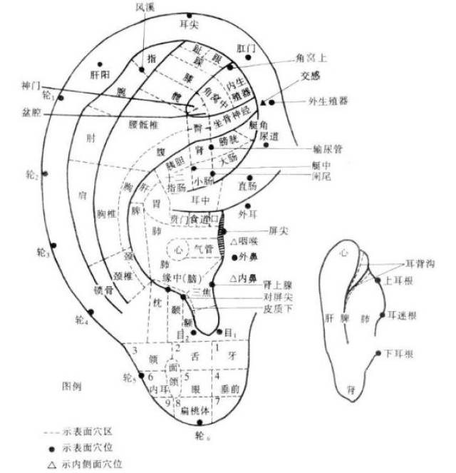 耳朵上分布91个穴位,经常按摩能通经络,行气血,调脏腑