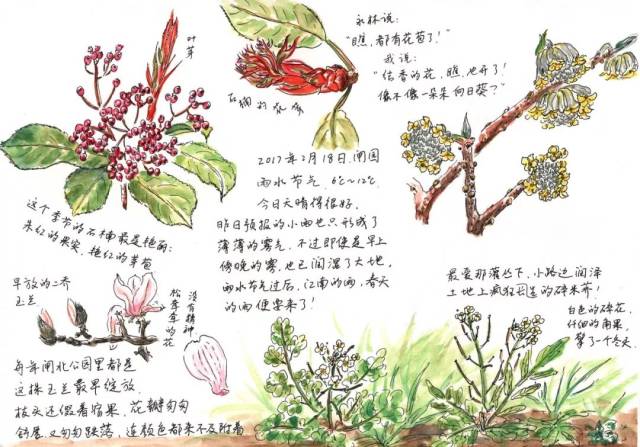 活动招募丨自然上植:2019上海(国际)花展自然笔记大赛