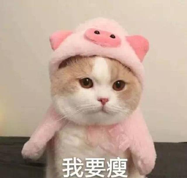 猫咪表情包:你们玩吧,我已经没有钱了