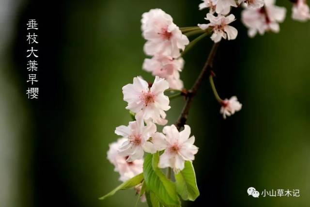垂枝品种不少,但樱花公园里最吸引我的,还是这株垂枝大叶早樱.