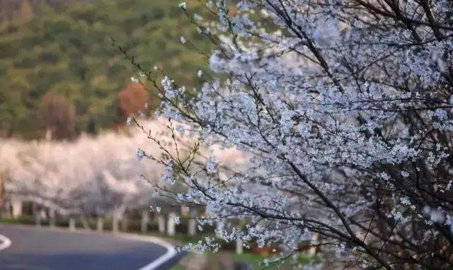 上虞这个地方"樱花成海",摄影师已就位,约拍吗?