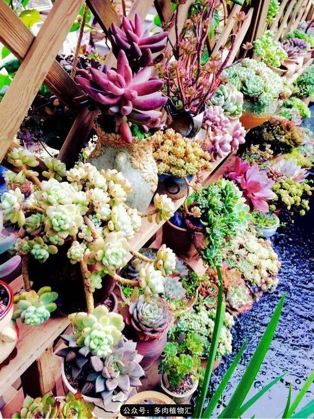 将法师种出灵魂,将梦想刻进肉友心里,他永远是热爱多肉的苏君.