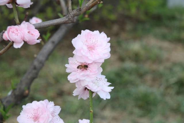 桃花杏花李花……各种花傻傻分不清楚的你,戳进来!