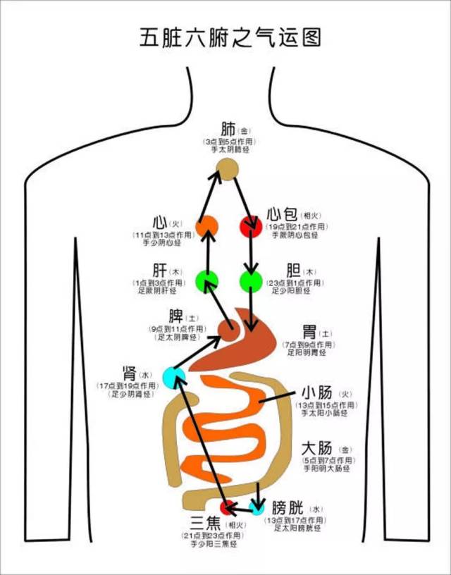 中医养生三部曲之二——养生要重视脏腑平衡