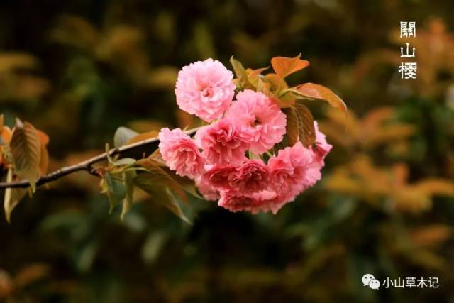 宁波赏樱指南,12种绝美樱花尽在掌握