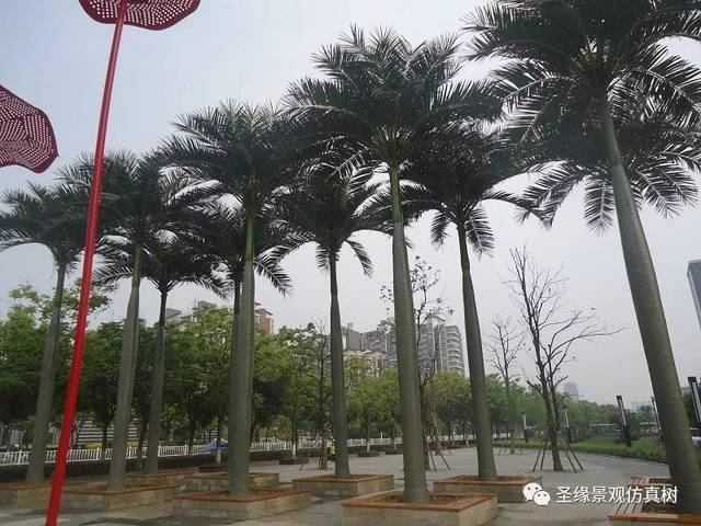 圣缘景观仿真椰子树|椰树边,海涛日夜翻卷,藤葛垂垂飘拂