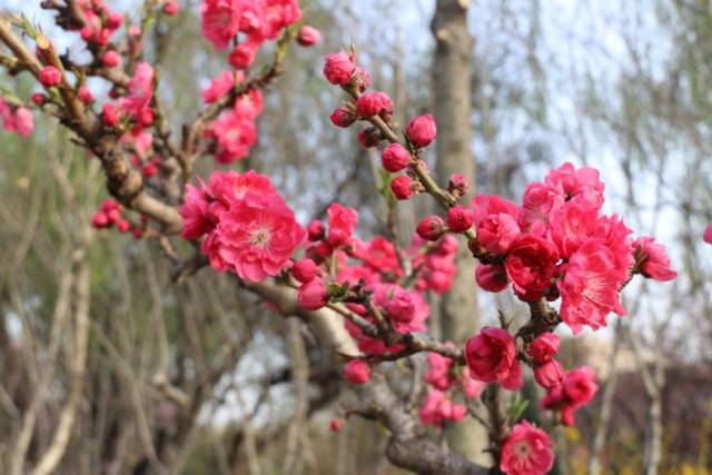 桃花杏花李花……各种花傻傻分不清楚的你,戳进来!