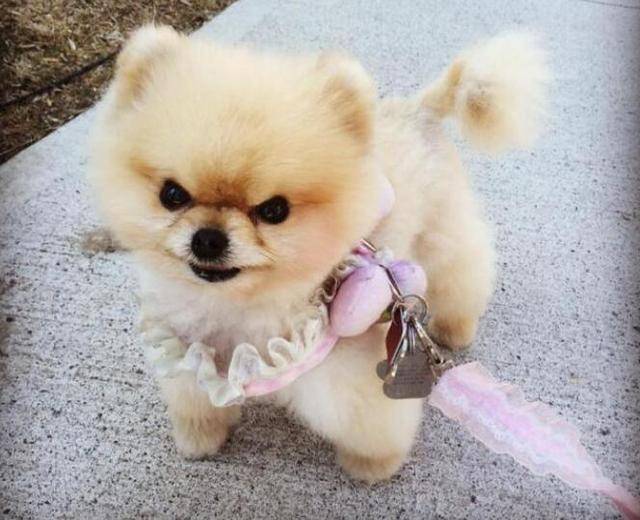 你家狗狗掉毛会很厉害吗?