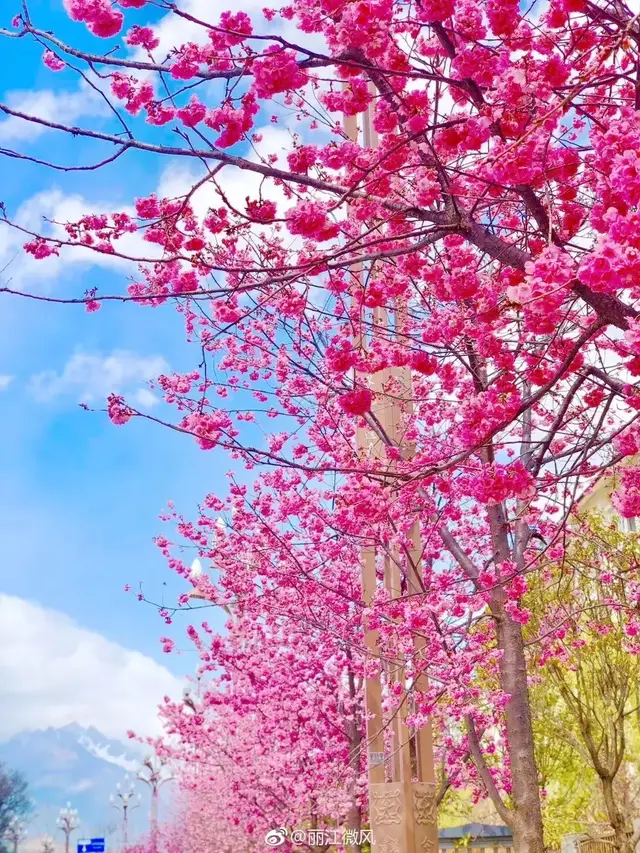 丽江最著名的网红街道——雪山路"樱花大道"现已如约而至,小伙伴趁着