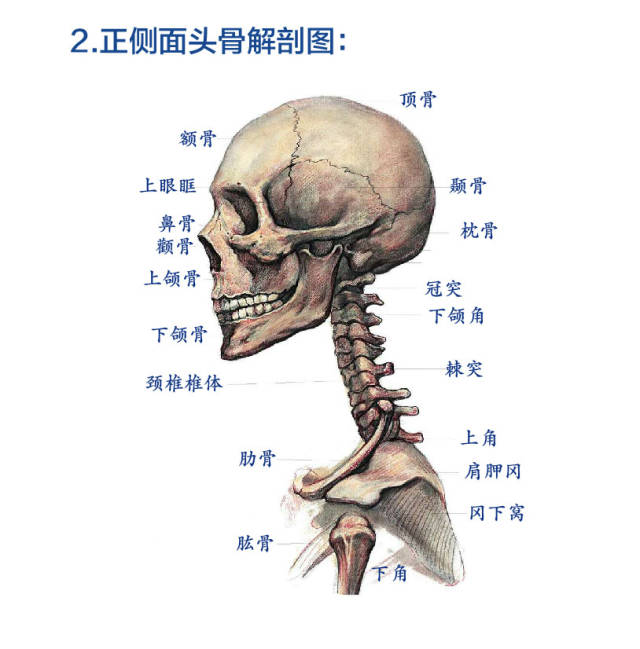 学习素描之前,关于人体头部结构的知识你了解多少呢?