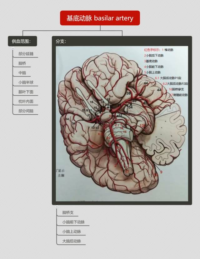 脑血管解剖思维导图第二弹,来了!满满的都是干货!
