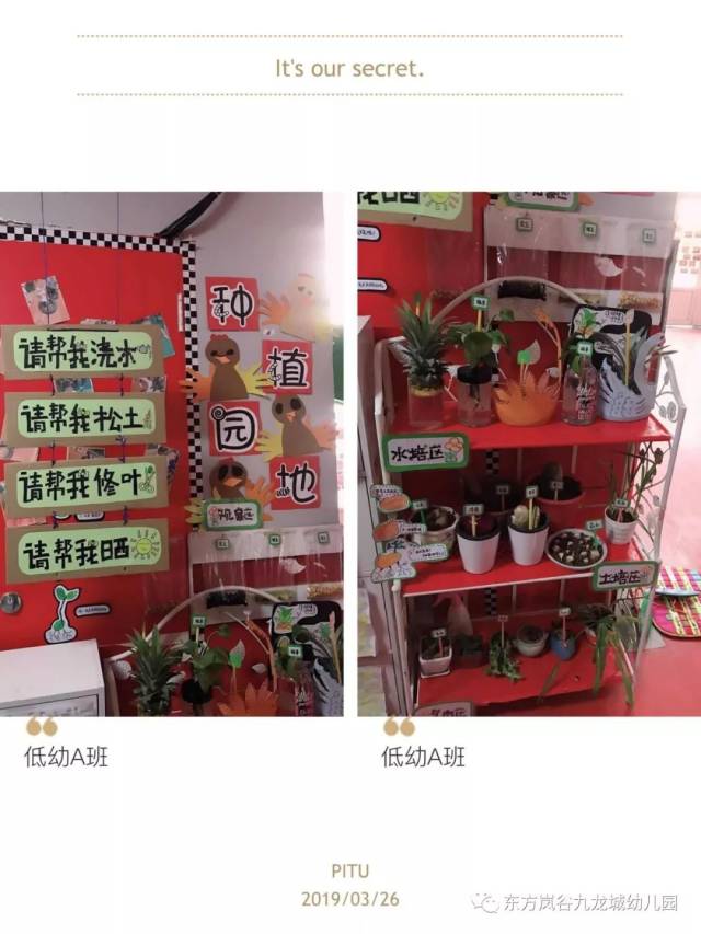 与植物的美妙约会——记东方岚谷九龙城幼儿园植物角评比展示活动