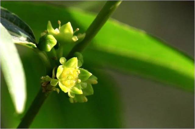 陈再天|枣花枣花你快开