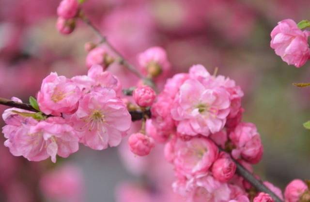 桃花杏花李花……各种花傻傻分不清楚的你,戳进来!