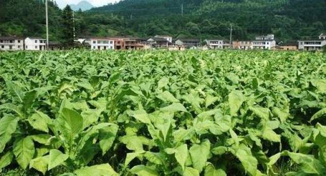 想回农村创业,不知道养殖业还是种植业,到底哪个最好?