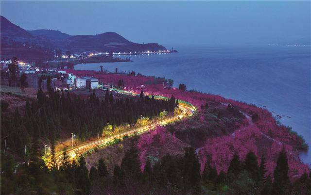 2019第三届抚仙湖樱花节30号开启,还有5000张特价门票