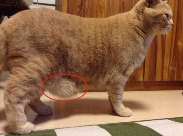 猫咪肚子下垂着一块肉是生病了吗?不要担心,它还有这些大作用