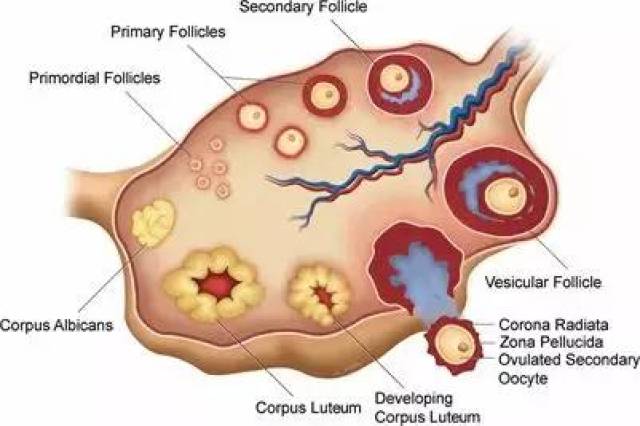 与雌性小鼠卵巢发育过程类似,人类女性出生时卵巢中大约有200万个