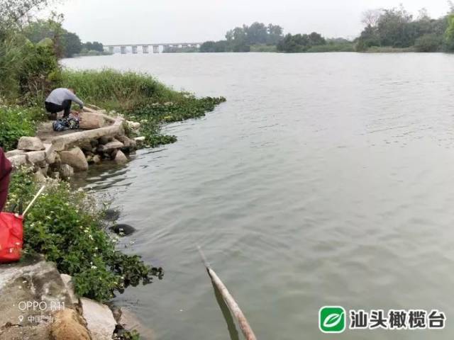 在外砂外砂金洲江边钓到不明物,海洋专家来鉴别_手机搜狐网