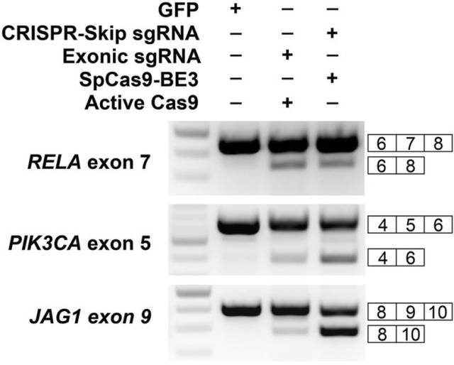 crispr-skip能获得与spcas9 活性相同或更高程度的外显子跳跃.