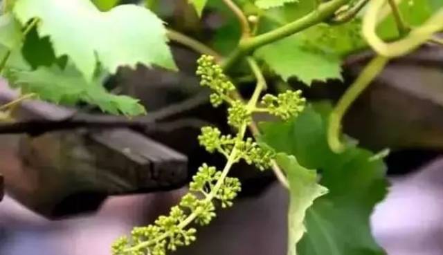 葡萄拉穗4大重点,值得一看!