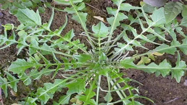 下面是我们常见的一些野菜,让我们温习一下吧!