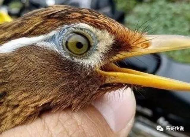 画眉鸟的"鼻孔"及"胡须"的综合描述