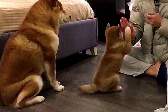 原创主人训练小柴犬指令,狗妈就像模像样的在陪读,操碎了老母亲的心