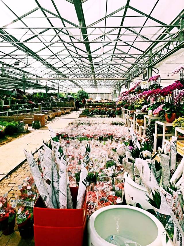 西安最大的花卉市场,5块钱就能买一个春天!