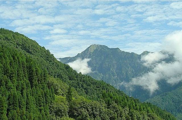 被称为"大熊猫爱情走廊"的鸡冠山.