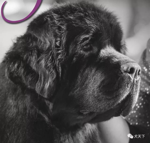 点指名犬——巨大,温和,善于游泳的"保姆狗"纽芬兰
