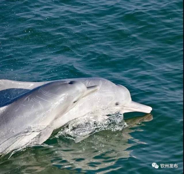 小海豚依偎在母亲身上