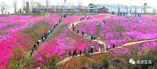 正值三月尾声,知音畔岛满山遍野的粉色芝樱花朵,已经开始铺满整个