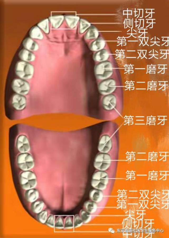 每颗牙齿都有它的名字