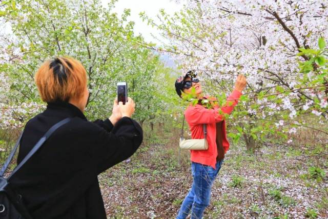 【围观】当阳胡家湾樱花节启幕!还有更多活动等你来参加哦