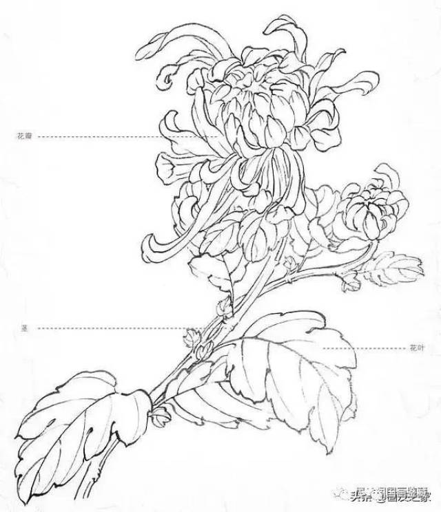 零基础菊花工笔画教程:都说画工笔画很难,那是你没有学会这些!