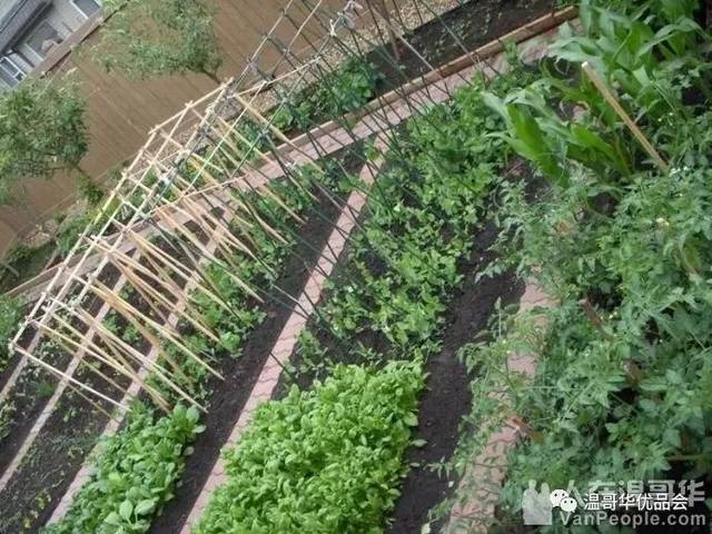 丈母娘别墅花园改菜地,洋女婿一脸懵圈!