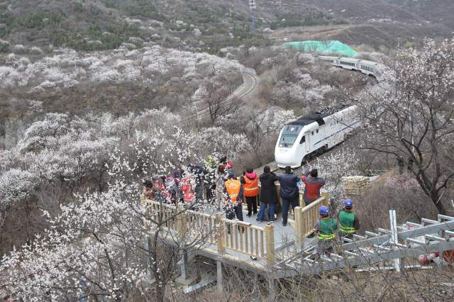 居庸关花海栈道下月开放,来这看"开往春天的列车"